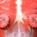 Foto mostra como são dutos de leite materno do seio da mulher. Foto: Reprodução Twitter