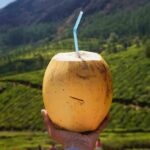 6 benefícios da água de coco para a saúde