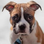 Cães que vivem com mulheres são mais medrosos, aponta estudo. Foto: pexels