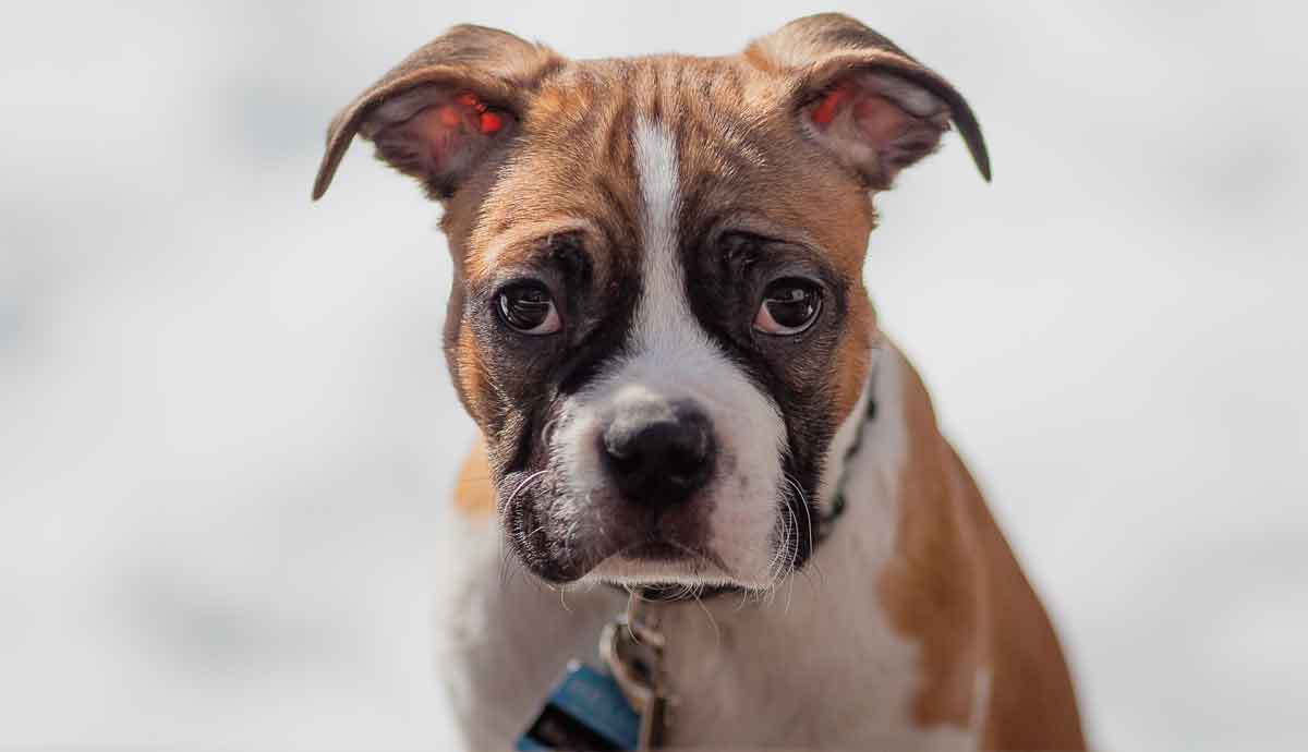 Cães que vivem com mulheres são mais medrosos, aponta estudo. Foto: pexels