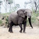 Warmed elephant testicles could help conquer cancer. Photo: Pexels