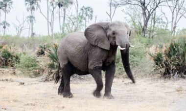 Warmed elephant testicles could help conquer cancer. Photo: Pexels